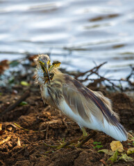 Indian pond heron eating a frog at Yala National Park.