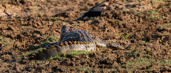 Mugger crocodiles on a muddy field, shining tail at Yala National Park