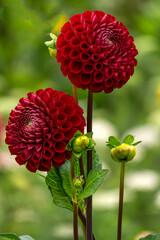 Bright red pompom dahlias in a flowerbed in the garden.