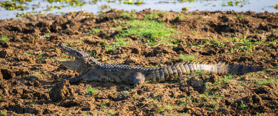 Mugger crocodile mouth gaping on a muddy water edge at Yala National Park.