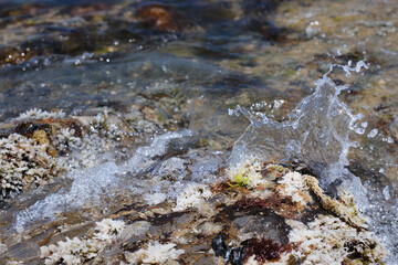 海水の中の植物