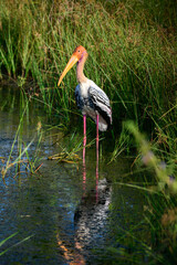 Painted stork standing still portrait at the marsh at Yala National Park.