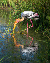 Painted stork fishing at the marsh at Yala National Park.