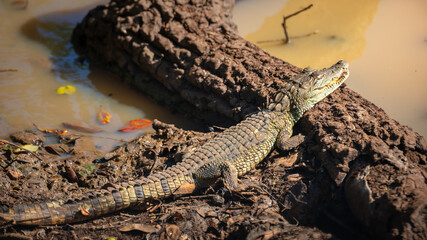 Young mugger crocodile resting on a muddy water edge at Yala National Park.