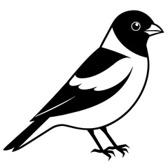 Bullfinch bird vector silhouette illustration