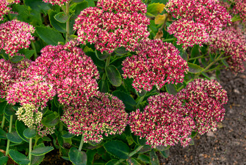 Burgundy sedum flower in a flower bed in the garden.