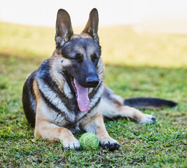 Dog yawn, garden and tennis ball with rescue, foster and German Shepherd pet on grass lawn with toy. Animal, home and backyard with calm and relax canine ready for fun and game in summer with fur