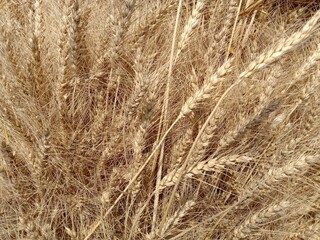 Wheat field. Ears of golden wheat. Beautiful Sunset Landscape. Background of ripening ears. Ripe cereal crop. close up
