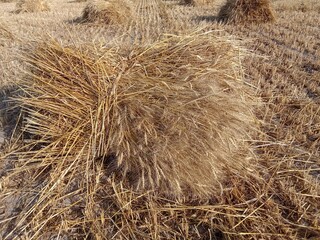 Rural Bounty: Bale of Wheat, Emblematic of Agricultural Prosperity and Harvest Time with Dry Wheat Stems