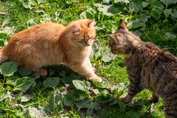 Two cats are fighting each other. Yellow cat against gray.
