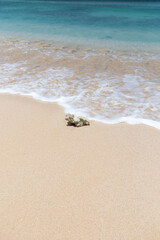 Coral on the beach Praia Estoril, Sal Rei, Boa Vista, Cape Verde