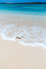 Coral on the beach Praia Estoril, Sal Rei, Boa Vista, Cape Verde