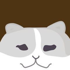 Split Half Scary Fluffy Light Grey Cat with Pure White Highlights. Cat with Pure White Highlights Split Half Scary Fluffy Light Grey