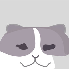 Scary Cat with Dusty Rose and Pure White Patches. Cat with Dusty Rose and Pure White Patches Scary 