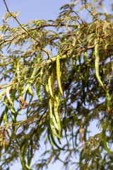 Branches of a tree gleditsia triacanthos, Boa Vista, Cape Verde