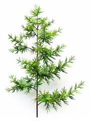 tree isolated on white