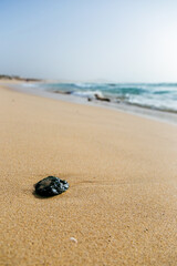 Pebble on the beach Praia de Chaves, Boa Vista, Cape Verde 