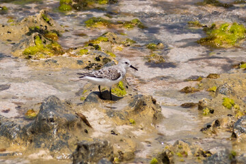 Wading bird on the rock, Sal Rei, Boa Vista, Cape Verde