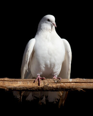 White dove isolated black background