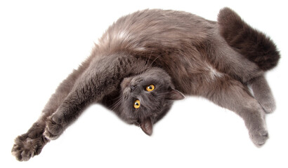 Gray cat lies on a white background