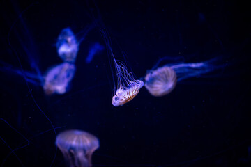Blue jellyfish swim in the sea on a black background