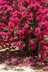Pink bougainvillea in the garden, Boa Vista, Cape Verde