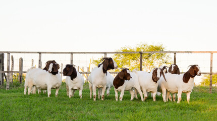 Beautiful group of female Boer goats on the farm