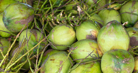 Harvest of green coconut nuts as background
