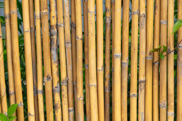 Dry bamboo fence as an abstract background. Texture