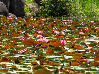 植物園の池に咲いた睡蓮の花