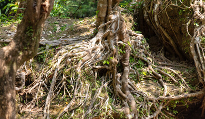 Large roots on a tropical tree in nature