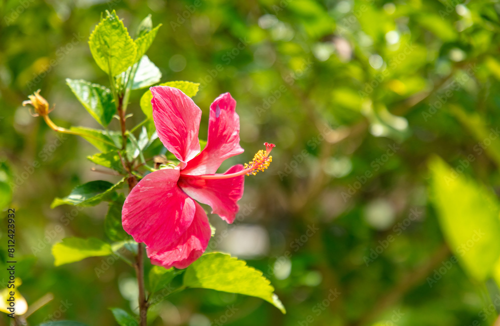 Wall mural red flowers on a tree. nature in the tropics