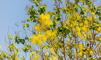 Beautiful yellow flowers on a tree in the tropics