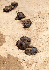 Elephant shit lies on the ground