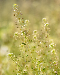 Small white flowers on herbaceous plants in spring. Close-up