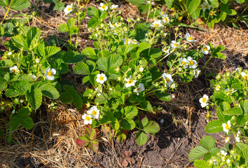 Strawberry flowers in the vegetable garden in spring
