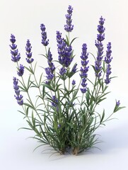 Naklejka premium Aroma of Lavender