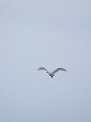 冬空を飛ぶ白鳥