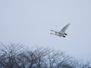 冬空を飛ぶ白鳥達