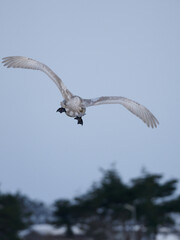 空を舞う白鳥の子供