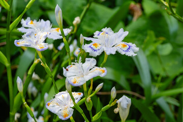 シャガの花