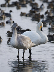 たたずむ白鳥の親子