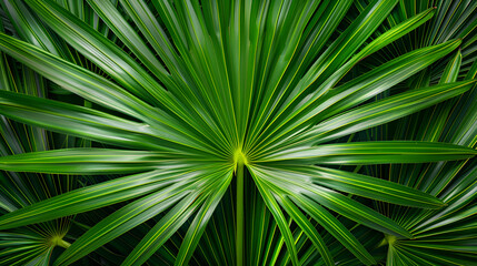 close-up of a palm leaf with a natural, tropical green texture