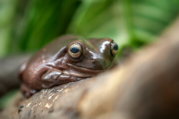 Brown frog sitting on top of tree branch