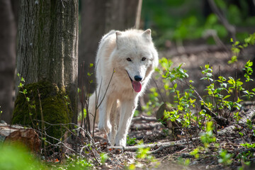 White wolf standing next to tree in forest