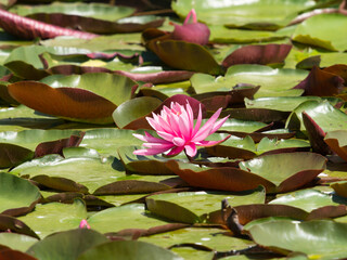 超望遠で撮影した池に咲く睡蓮の花