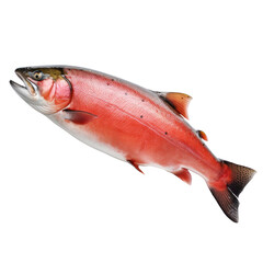 Sockeye salmon jumping out of the water on a transparent background.	