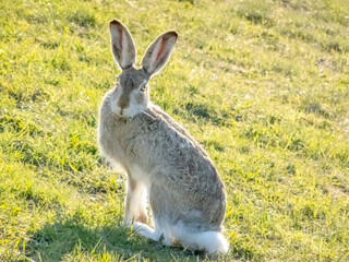 White-tailed jackrabbit Animal or the prairie hare and the white jack looking to the camera, is a species of hare found in western North America. © oasisamuel