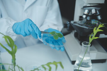 Scientist cutting plant tissue culture in petri dish, performing laboratory experiments. Small...