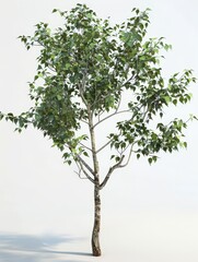 Obraz premium Poplar 3d render clipart 